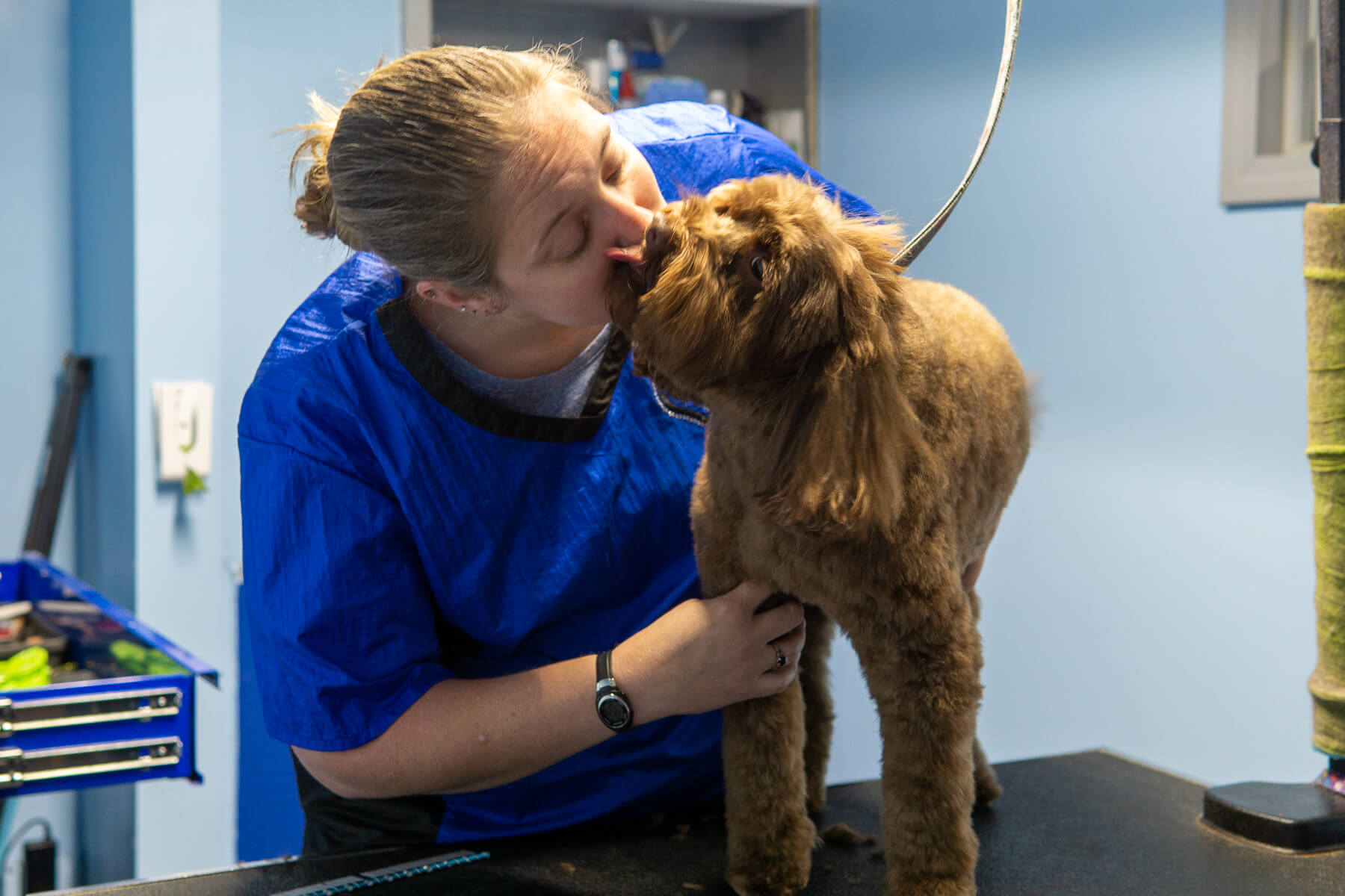 Top Dog Grooming Louisville in the world Learn more here 